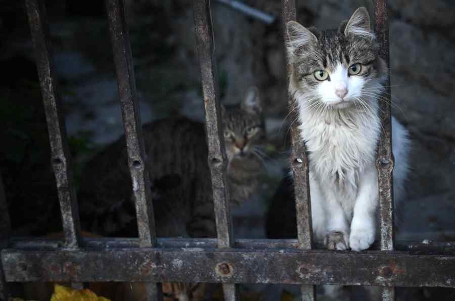 Campanie de sterilizare gratuită a 10 mii de pisici, în București Campanie de sterilizare gratuită a 10 mii de pisici, în București