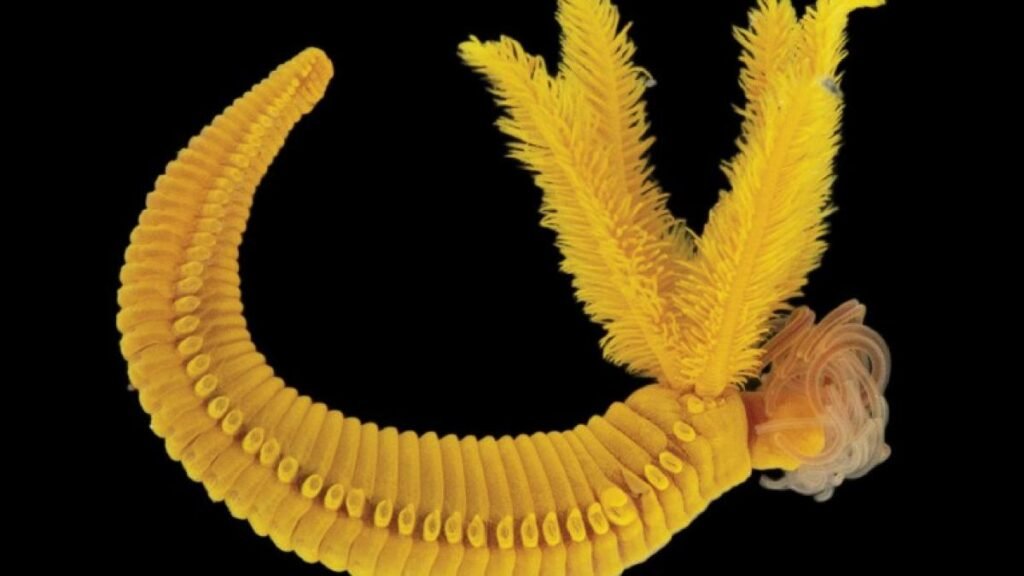 Un vierme de adâncime produce pigmentul galben toxic folosit de Rembrandt și Cézanne