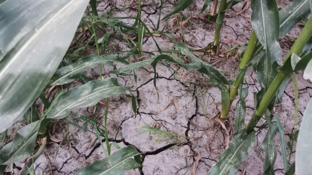 Agricultorii vor avea dificultăţi la recoltare din cauza secetei