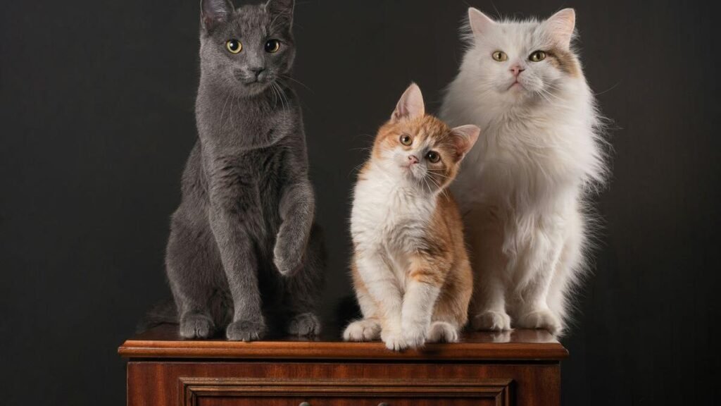 Ce rasă de pisică ți se potrivește în funcție de luna nașterii tale