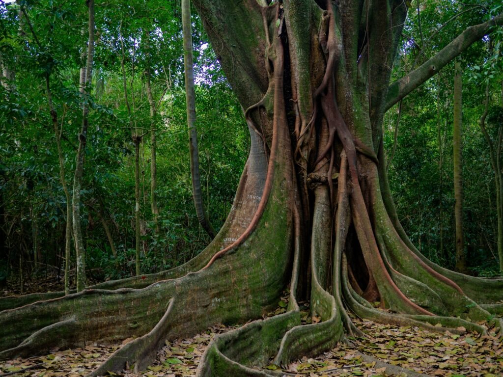 Cum se adaptează pădurea amazoniană la schimbările climatice?