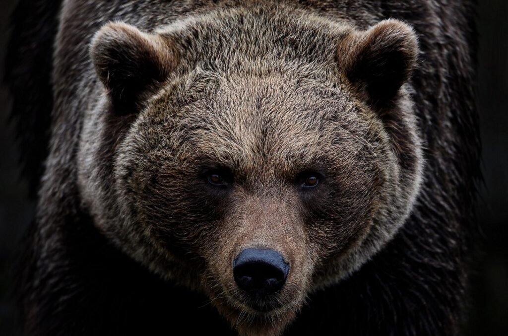 Mesaj Ro-Alert după ce un urs a ajuns la mai puțin de 20 de kilometri de Târgoviște