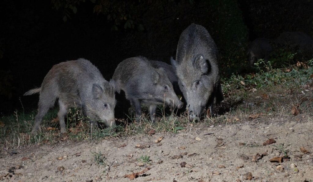 Grup de trei porci mistreți, noaptea