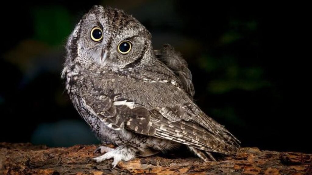 Test de personalitate: Ce animal te reprezintă?