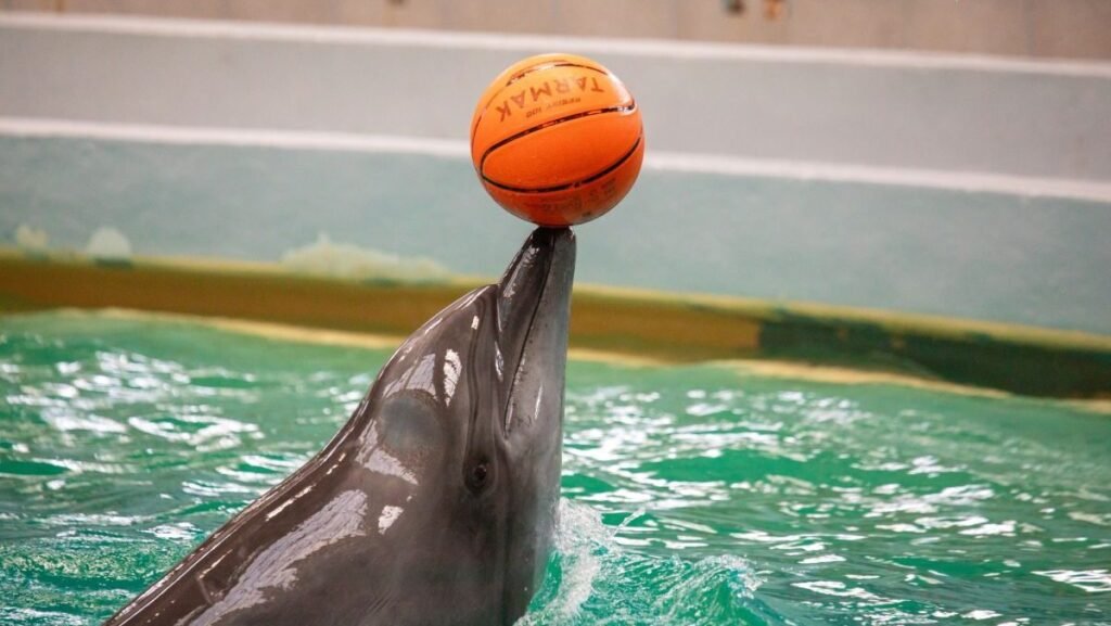 Un delfin este în apă și ține o minge portocalie de baschet în bot