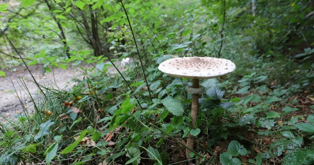 Buretele șerpesc, podoaba pajiștilor din România. Secretele ciupercii sălbatice, văzută ca „alternativă ideală la carne” Buretele șerpesc, podoaba pajiștilor din România. Secretele ciupercii sălbatice, văzută ca „alternativă ideală la carne”