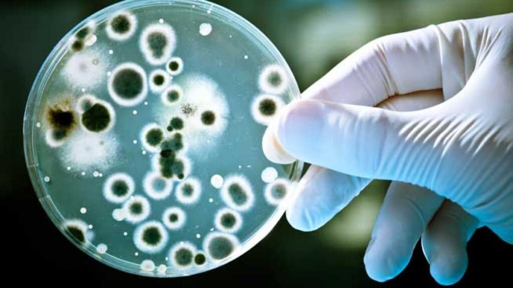 Embrion uman care produce celule sanguine, creat în laborator de cercetători Embrion uman care produce celule sanguine, creat în laborator de cercetători