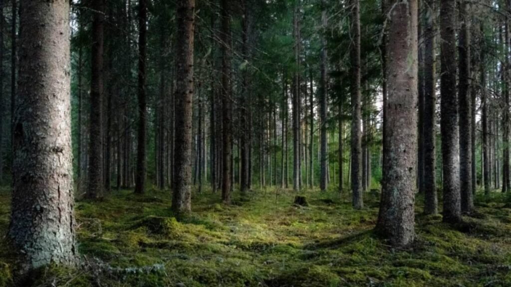 Descoperire macabră în Vrancea