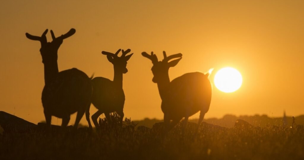 Ziua din 2026 când soarele va apune în timpul unei eclipse. Astronom: „Apusul va fi mai spectaculos decât toate celelalte”